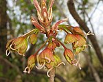 Acer diabolicum 9 (cropped).jpg