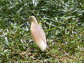 Rallenreiher Squacco Heron