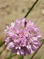 Armeria canescens