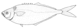 Bathystethus cultratus