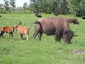 Kawanan bison di Taman Nasional Pulau Elk, Alberta, Kanada