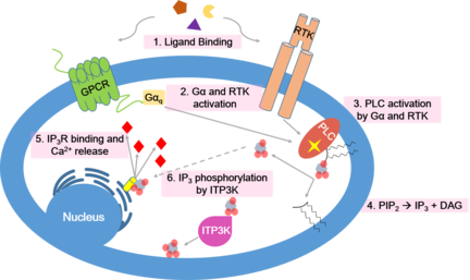 Calcium Signaling Pathway