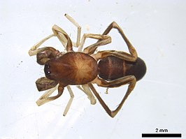 Castianeira cingulata