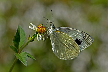 Ventral view