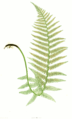 Dryopteris filix-mas (Male Fern)