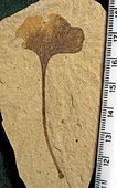 Blað af musteristré, 6.7 cm langt með ummerki um nag skordýra. "Klondike Mountain Formation" Washingtonríki, Bandaríkjunum, Eósen, Ypresíum, 49 milljón ára gamalt