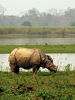 Great Indian One-Horned Rhinoceros in Kaziranga