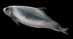 Dwarf sperm whale (reconstruction)