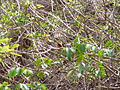 Goldscheitelwürger Yellow-crowned Gonolek