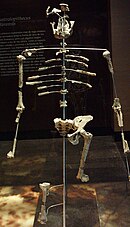 Photo of the skeleton of a female hominin in a standing position, displayed in a museum