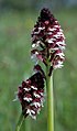 Orchis ustulata