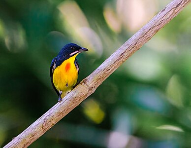 Palawan flowerpecker with its chest with a red smudge