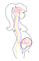 Positive feedback is the amplification of a body’s response to a stimulus. For example, in childbirth, when the head of the fetus pushes up against the cervix (1) it stimulates a nerve impulse from the cervix to the brain (2). When the brain is notified, it signals the pituitary gland to release a hormone called Oxytocin (3). Oxytocin is then carried via the bloodstream to the uterus (4) causing contractions, pushing the fetus towards the cervix eventually inducing childbirth.