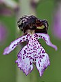 Purpur-Knabenkraut (Orchis purpurea)