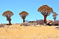 Namib