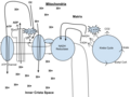 Out of the cytoplasm it goes into the Kreb's cycle where the acetyl CoA. It then mixes with CO2 and makes 2 ATP, NADH, and FADH. From there the NaDH and FaDH go into the NADH reductase, which produces the enzyme. The NaDH pulls the enzyme's electrons to send through the electron transport chain. The electron transport chain pulls H+ ions through the chain. From the electron transport chain the released hydrogen ions make ADP for an end result of 32 ATP. 02 attracts itself to the left over elctron to make water. Lastly, ATP leaves through the ATP channel and out of the mitochondria.