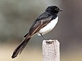 Willie wagtail