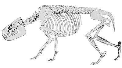 Sketch of Rhynchippus by Frederic Brewster Loomis