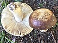 Russula mustelina