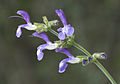 Salvia forsskaolei