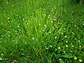 Sisyrinchium angustifolium