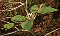 Pokastrauch (Solanum torvum)