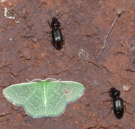 Synchlora frondaria