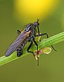 en:Empidoidea, en:Empis tessellata