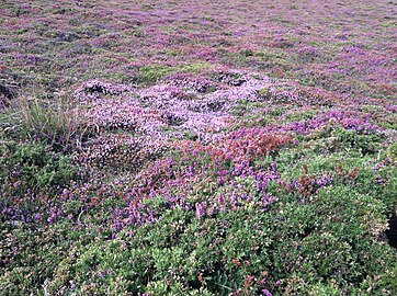 Heather fields in Ortegal (Galicia, Spain)