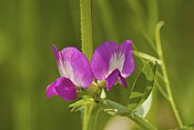 Blüte von Vicia sativa