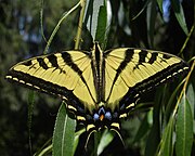 Western Tiger Swallowtail