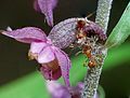 Blüte mit Ameisen