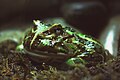 Laut Schild Ceratophrys cornuta, hat aber eine ganz andere Farbe, als bestehendes Bild (Shanghai Aquarium).