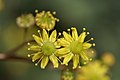 Flower close-up