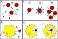 1) Antibodies (A) and pathogens (B) free roam in the blood. 2) The antibodies bind to pathogens, and can do so in different formations such as: opsonization (2a), neutralisation (2b), and agglutination (2c). 3) Phagocytosis begins when a phagocyte (C) approaches the pathogen. The Fc region (D) of the antibody binds to one of the Fc receptors (E) on the phagocyte. 4) Phagocytosis occurs as the pathogen is ingested.