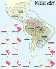 Ausbreitungsgebiete der Erythrodiplax-Gruppen