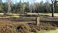 Sowjetischer Kriegsgräberfriedhof Belsen (Bergen)/Hörsten