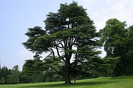 Libanoni cédrus (Cedrus libani)