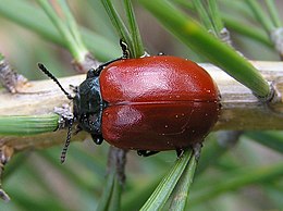 Nagy nyárlevelész egy erdeifenyő (Pinus sylvestris) levelén – tűlevelűeket egyébként nem fogyaszt