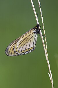 Ventral view