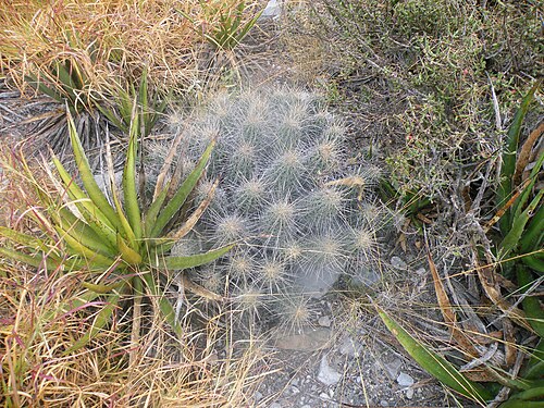 Plant growing near Fed Highway 40