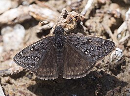 Erynnis telemachus