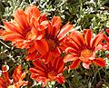 Gazania x 'Copper King'