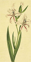 Gladiolus undulatus