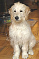 Un Goldendoodle di 5 mesi