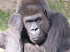 Gorilla