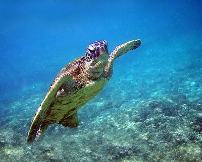 Green turtle in Kona 2008