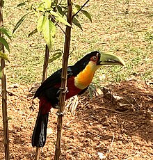 Green billed toucan in a mixed orchard, southern Minas Gerais, Brasil