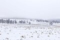 Winterliche Huteweide bei Gusternhain auf dem Hohen Westerwald