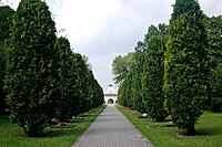 Säuleneichenallee auf der Hauptachse des Hauptfriedhofs